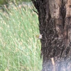 Zosterops lateralis (Silvereye) at Narrandera, NSW - 19 Nov 2021 by Darcy