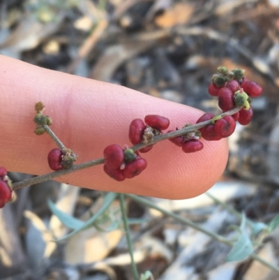 Einadia nutans (Climbing Saltbush) at Tibooburra, NSW - 1 Jul 2021 by NedJohnston