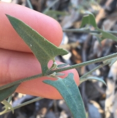 Einadia nutans at Tibooburra, NSW - 1 Jul 2021 04:06 PM