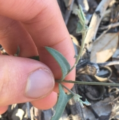 Einadia nutans at Tibooburra, NSW - 1 Jul 2021 04:06 PM