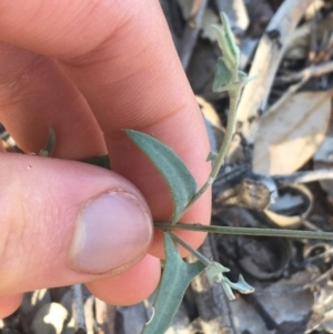 Einadia nutans at Tibooburra, NSW - 1 Jul 2021