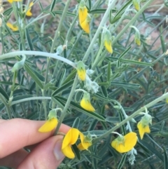 Crotalaria eremaea subsp. eremaea (Bluebush Pea, Loose-flowered Rattlepod) at Sturt National Park - 1 Jul 2021 by NedJohnston