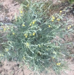 Crotalaria eremaea subsp. eremaea at Tibooburra, NSW - 1 Jul 2021