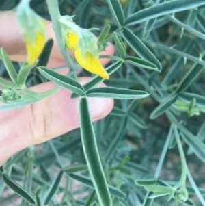 Crotalaria eremaea subsp. eremaea at Tibooburra, NSW - 1 Jul 2021