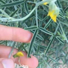 Crotalaria eremaea subsp. eremaea at Tibooburra, NSW - 1 Jul 2021