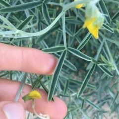 Crotalaria eremaea subsp. eremaea at Tibooburra, NSW - 1 Jul 2021 05:23 PM