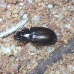 Unidentified Beetle (Coleoptera) (TBC) at Tibooburra, NSW - 1 Jul 2021 by Ned_Johnston