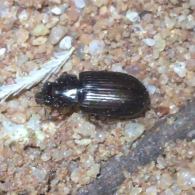 Unidentified Beetle (Coleoptera) at Sturt National Park - 1 Jul 2021 by Ned_Johnston