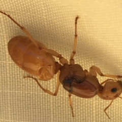 Unidentified Ant (Hymenoptera, Formicidae) at Sturt National Park - 2 Jul 2021 by Ned_Johnston