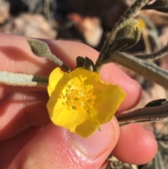 Unidentified Plant (TBC) at Tibooburra, NSW - 3 Jul 2021 by Ned_Johnston