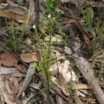 Pimelea linifolia (Slender Rice Flower) at Broulee Moruya Nature Observation Area - 17 Nov 2021 by LisaH