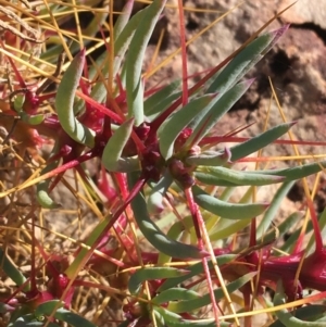 Sclerolaena tricuspis at Sturt National Park - 3 Jul 2021