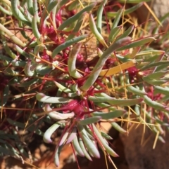 Sclerolaena tricuspis at Sturt National Park - 3 Jul 2021 01:51 PM