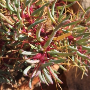 Sclerolaena tricuspis at Sturt National Park - 3 Jul 2021