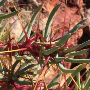 Sclerolaena tricuspis at Sturt National Park - 3 Jul 2021 01:51 PM