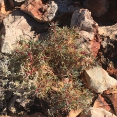 Sclerolaena tricuspis at Sturt National Park - 3 Jul 2021 01:51 PM