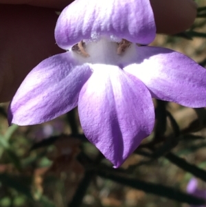 Eremophila sturtii at Tibooburra, NSW - 3 Jul 2021