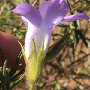 Eremophila sturtii at Tibooburra, NSW - 3 Jul 2021