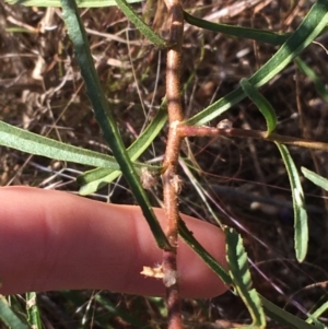 Eremophila sturtii at Tibooburra, NSW - 3 Jul 2021