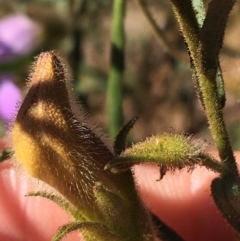 Eremophila sturtii at Tibooburra, NSW - 3 Jul 2021