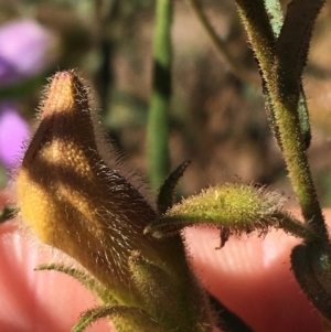 Eremophila sturtii at Tibooburra, NSW - 3 Jul 2021 02:04 PM