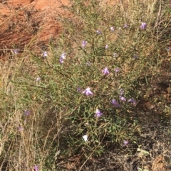 Eremophila sturtii at Tibooburra, NSW - 3 Jul 2021