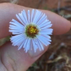 Brachyscome sp. at Sturt National Park - 3 Jul 2021 by Ned_Johnston