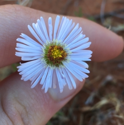 Unidentified Daisy at Tibooburra, NSW - 3 Jul 2021 by Ned_Johnston