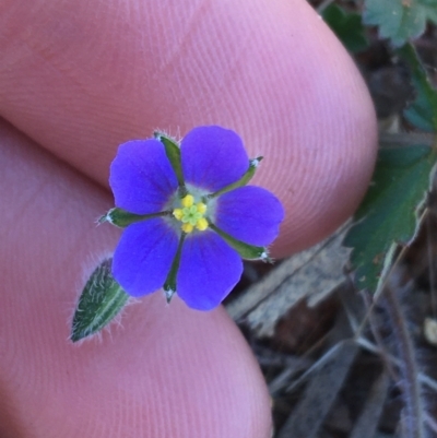 Erodium carolinianum  at Tibooburra, NSW - 3 Jul 2021 by NedJohnston