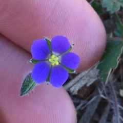 Unidentified Other Wildflower or Herb (TBC) at Tibooburra, NSW - 3 Jul 2021 by Ned_Johnston