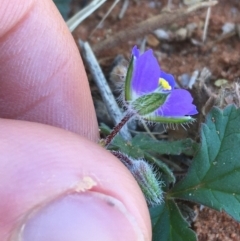 Erodium carolinianum  at suppressed - suppressed