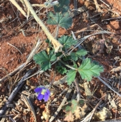 Erodium carolinianum  at suppressed - suppressed