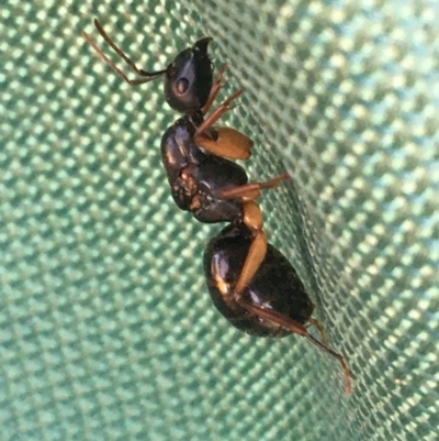 Camponotus sp. (genus) (A sugar ant) at Tibooburra, NSW - 3 Jul 2021 by NedJohnston