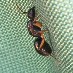 Unidentified Ant (Hymenoptera, Formicidae) (TBC) at Tibooburra, NSW - 3 Jul 2021 by Ned_Johnston