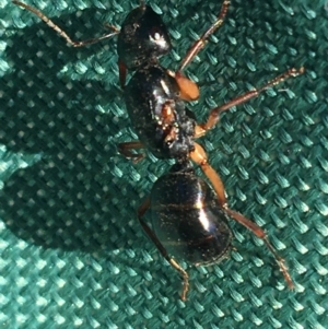 Camponotus sp. (genus) at Tibooburra, NSW - 3 Jul 2021 02:49 PM