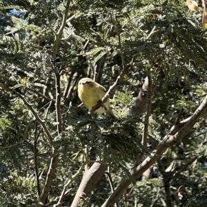 Acanthiza nana at Murrumbateman, NSW - 18 Nov 2021 09:06 AM