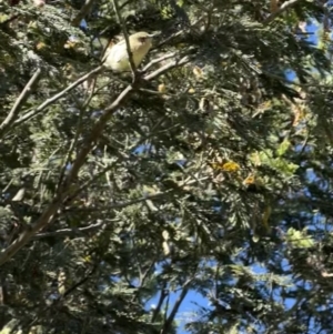 Acanthiza nana at Murrumbateman, NSW - 18 Nov 2021