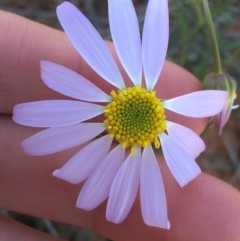 Unidentified Daisy at Sturt National Park - 3 Jul 2021 by Ned_Johnston