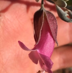 Eremophila latrobei (Crimson Turkey Bush) at Tibooburra, NSW - 3 Jul 2021 by NedJohnston