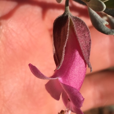 Eremophila latrobei (Crimson Turkey Bush) at Sturt National Park - 3 Jul 2021 by NedJohnston