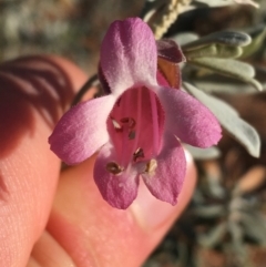 Eremophila latrobei at Tibooburra, NSW - 3 Jul 2021