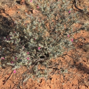 Eremophila latrobei at Tibooburra, NSW - 3 Jul 2021 03:34 PM