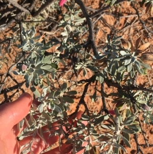 Eremophila latrobei at Tibooburra, NSW - 3 Jul 2021