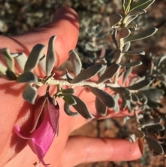 Eremophila latrobei at Tibooburra, NSW - 3 Jul 2021