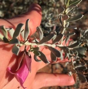 Eremophila latrobei at Tibooburra, NSW - 3 Jul 2021 03:34 PM