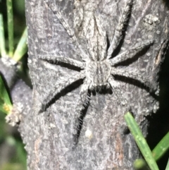 Unverified Spider at Tibooburra, NSW - 3 Jul 2021 by NedJohnston