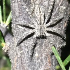 Unidentified Spider at Tibooburra, NSW - 3 Jul 2021 by NedJohnston