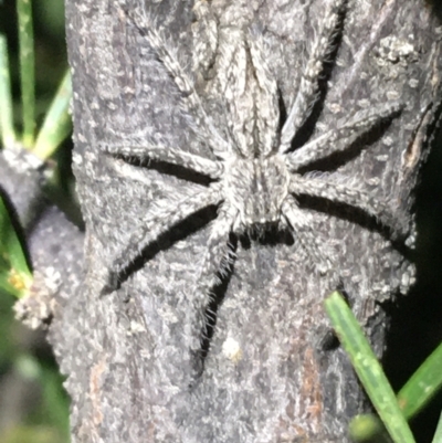 Unverified Spider at Tibooburra, NSW - 3 Jul 2021 by NedJohnston
