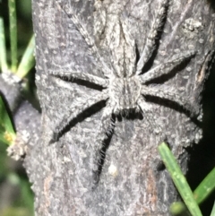 Unidentified Spider (Araneae) (TBC) at Tibooburra, NSW - 3 Jul 2021 by Ned_Johnston