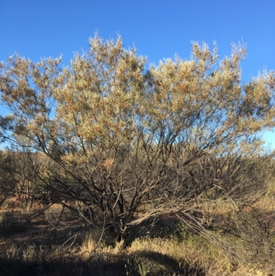 Acacia brachystachya (Umbrella Mulga, Turpentine Mulga) at Sturt National Park - 3 Jul 2021 by Ned_Johnston